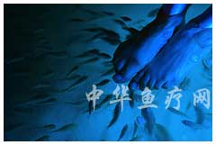 Doctor fish, Massage Fish, Hotsping Fish, SPA Fish