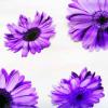 pvc printed film
