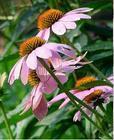 Echinacea Purpurea PE