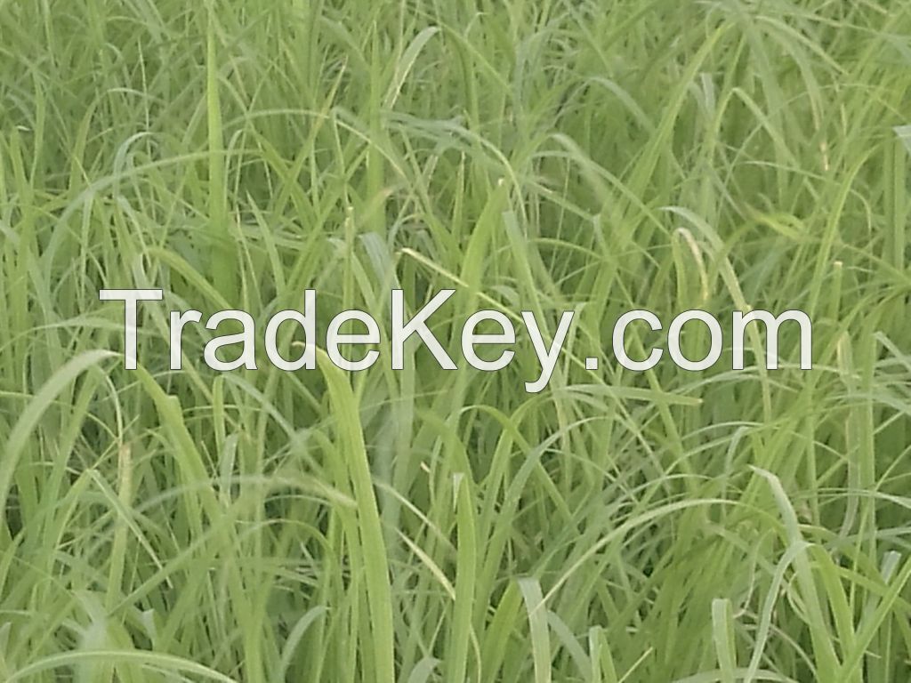 RHODES GRASS HAY