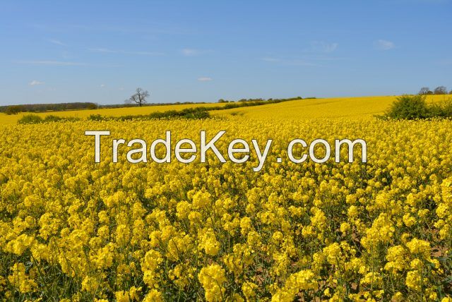 Rapeseed