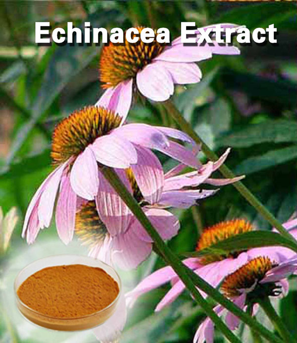 Echinacea extract (Polyphenols/Chicoric Acid)