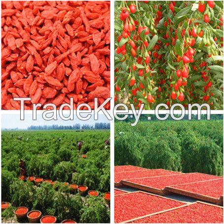 2015 New Crop Certified Organic Goji, Goji Berries, Organic Goji Berry