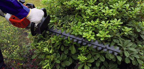 Hedge Trimmer