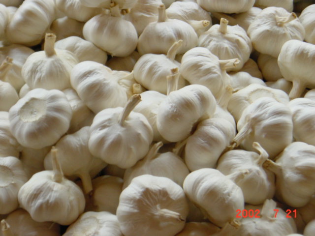 Pure White Garlic