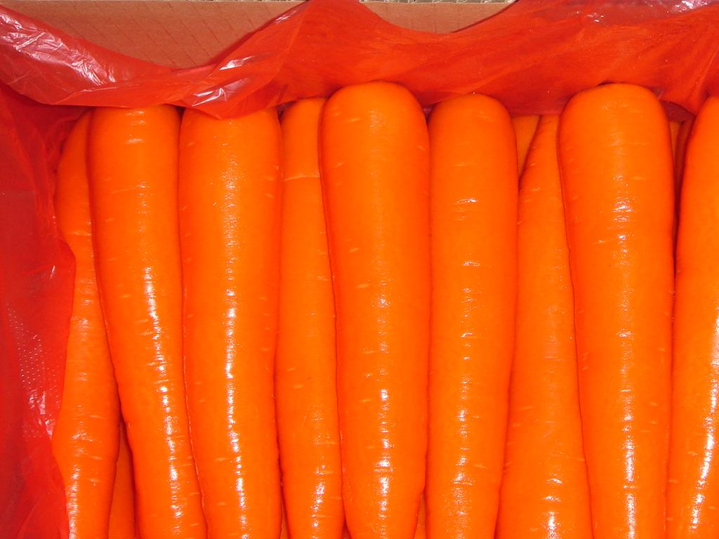 Carrot