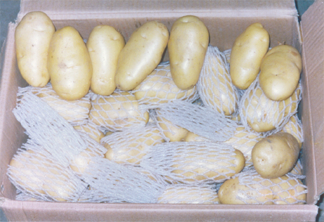 Fresh Holland Potato