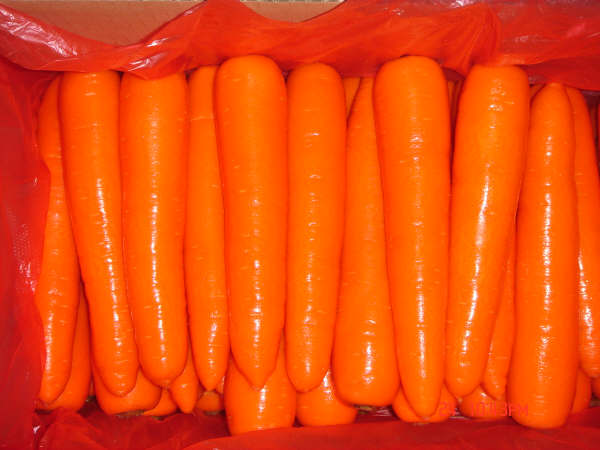 Fresh Carrots