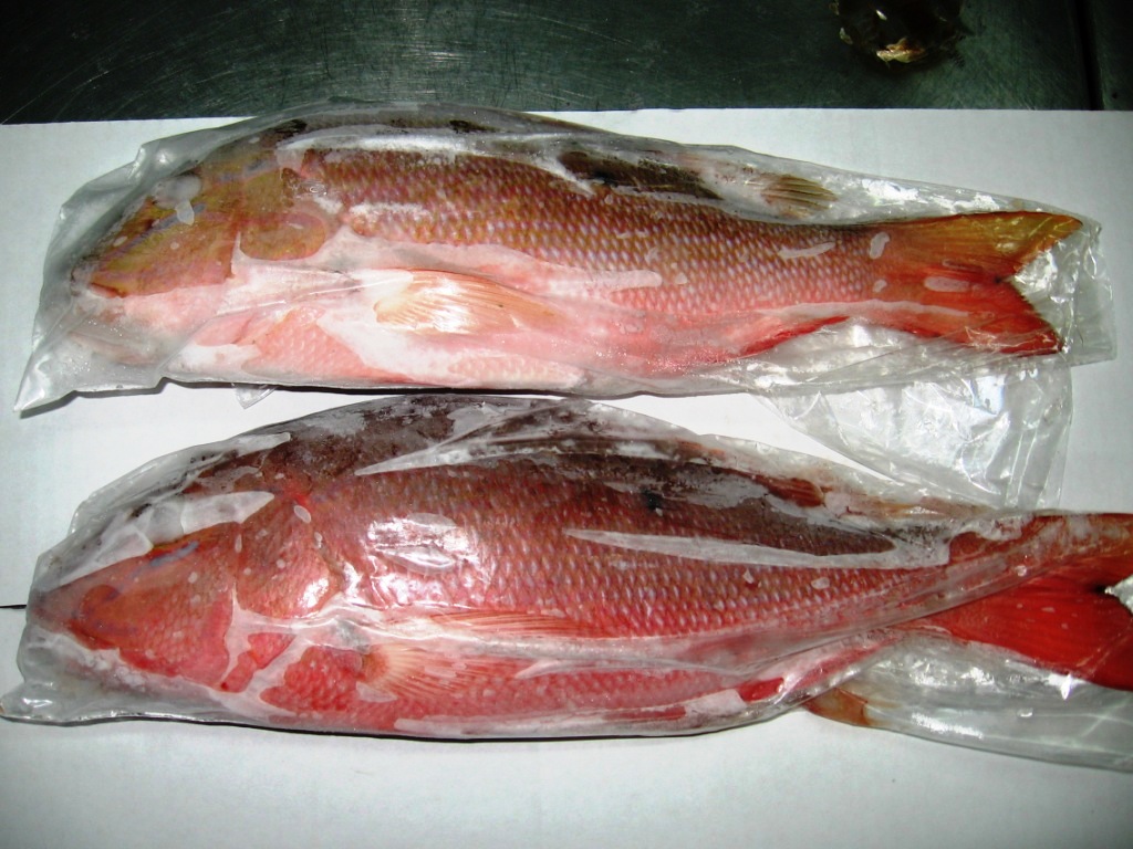 Caribbean red snappers