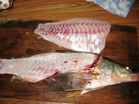 Snook fillets