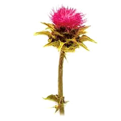 Milk Thistle Extract 80% Silymarin