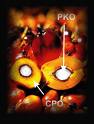 Crude Palm Oil, wholesale palm oil, low price palm oil, cooking oil, seed oil, kernel oil, low cost palm oil