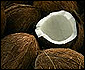 coconuts