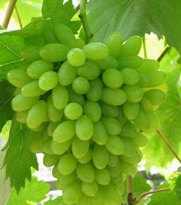 grape seed extract