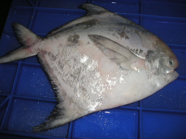 SILVER POMFRET