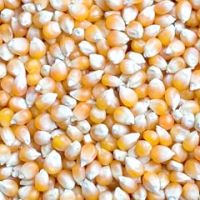 Maize | Maize Exporter | Corn Grain Seller | Maize Buyer | Bulk Maize Grain Importer | Corn bean Buyer | Corn bean Wholesaler | Corn Grain Manufacturer | Best Quality Corn Grain | Cheap Maize Supplier | Low Price Corn | Yellow Corn | White Cron | Baby Mai