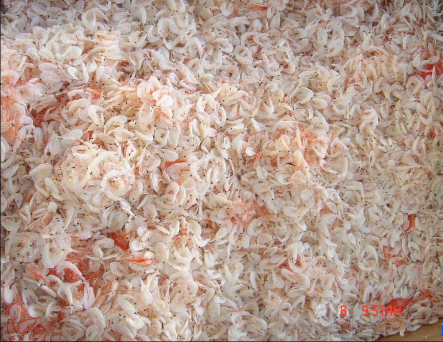 Dried Small Shrimp