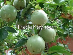 Turnkey Industrial Passion fruit, Guava drink Processing Line/machinery