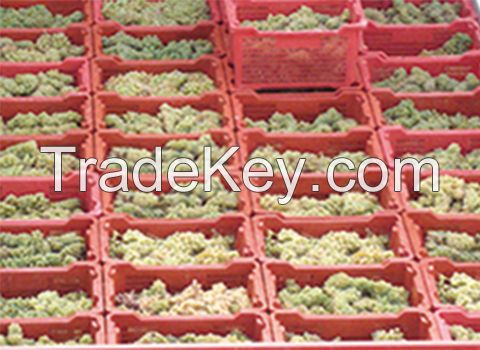 Turnkey Industrial Grape Juice Processing Line