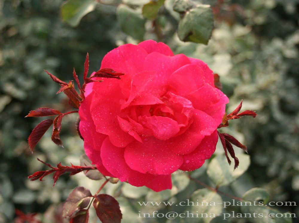 Chinese Rose