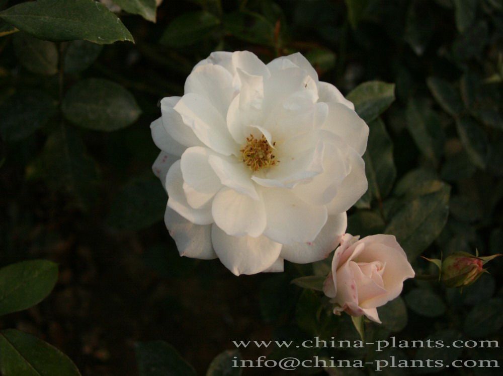 Chinese Rose