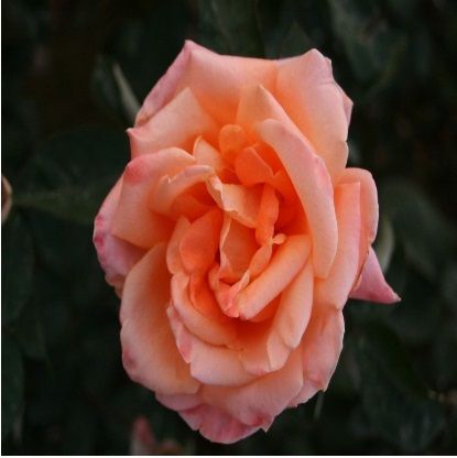 Wholesale Hybrid Tea Rose Online