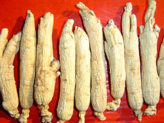 Panax Ginseng