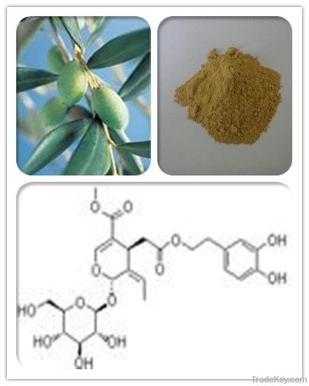 Olive leaf extract  Oleuropein