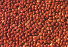 grains,beans