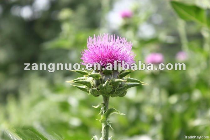 Milk Thistle Extract 