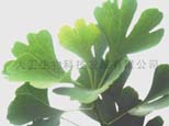 Ginkgo Biloba P.E.