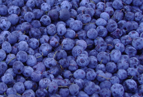 bilberry extract