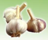 Garlic Extract