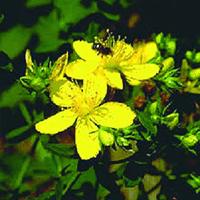 St John's Wort *****