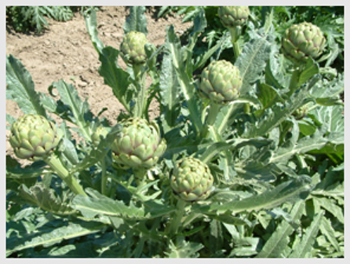 Artichoke Leaf Extract