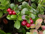 Cranberry Extract