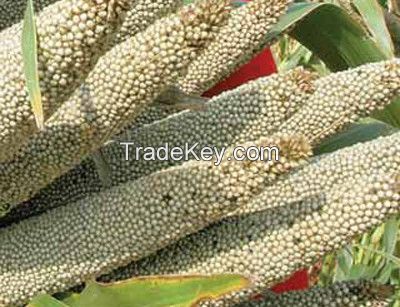 Bird Feed Pearl Millet