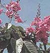 Banaba Leaf Extract