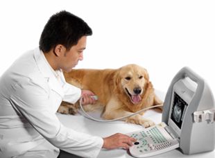 Veterinary Ultrasound Scanner