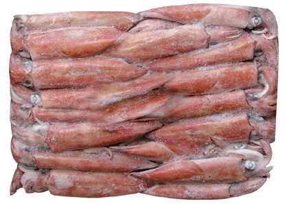 Loligo Squid