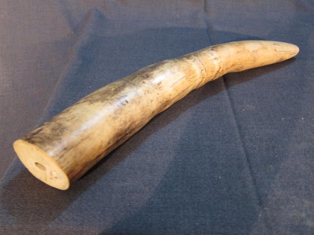 Elephant ivory tusk part