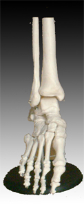 Foot Joint