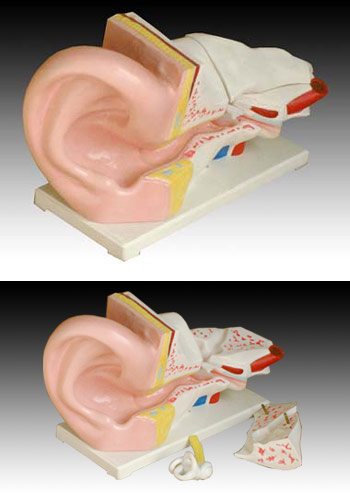 Giant ear model