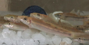 Garra Rufa Fish & Chinese Dr Fish