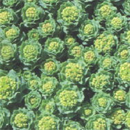 Rhodiola Rosea Extract