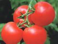 Lycopene 5%-90%!