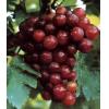 Grape Seed Extract 95%