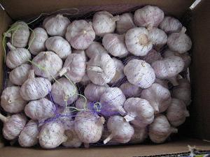 Sell white  garlic