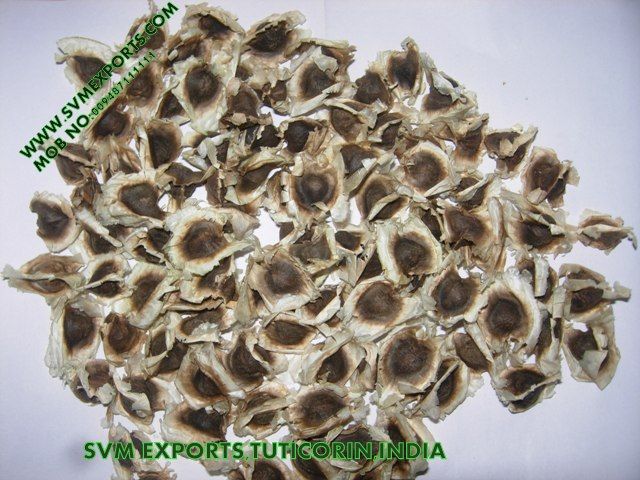 Moringa Seed High Grade Plantation