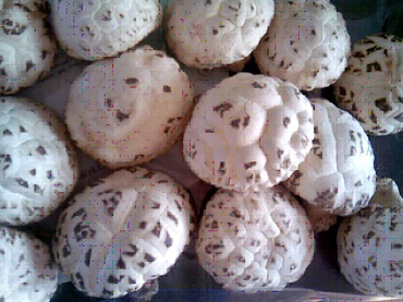 white flower  mushroom